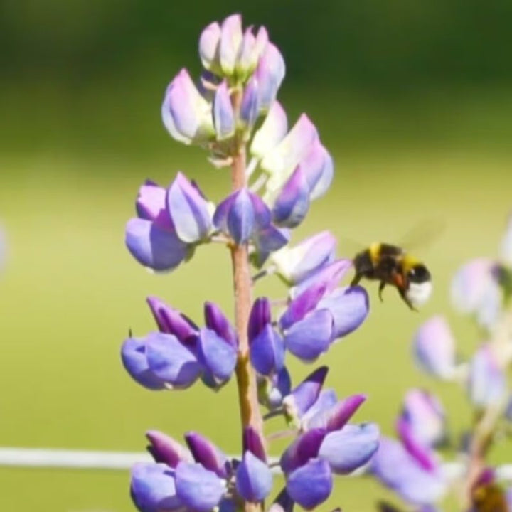 Flower and bee video still from the peaceful nature theme in the TFH ChromaTheme sensory video library