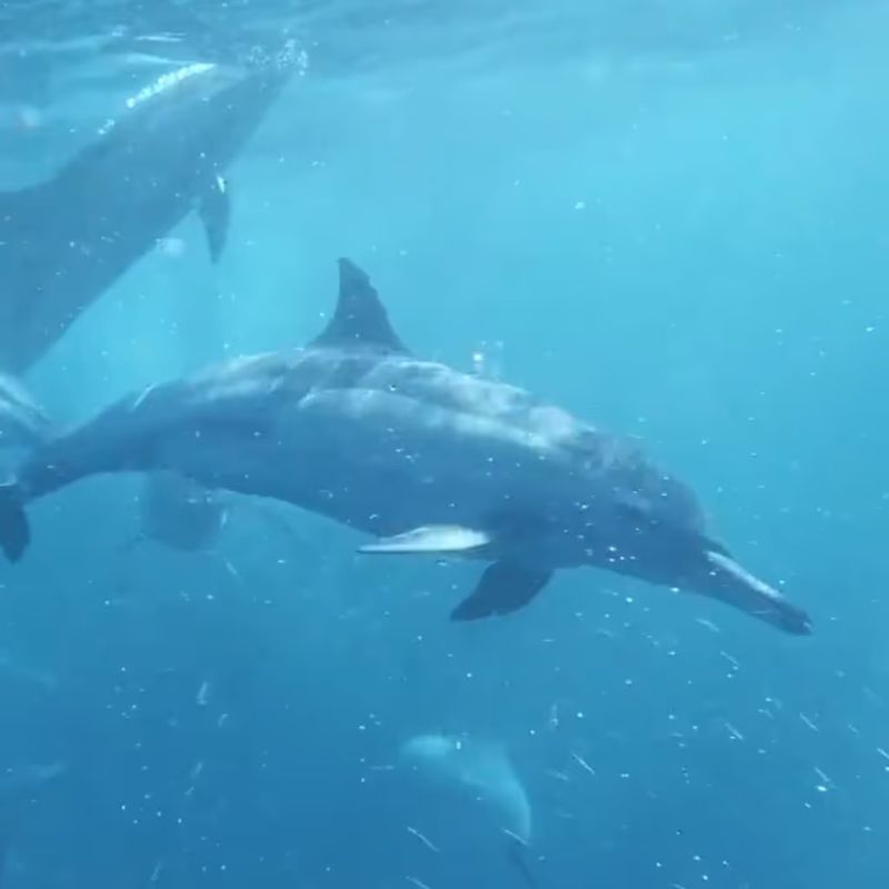 Underwater dolphins video still from the aqua theme in the TFH ChromaTheme sensory video library