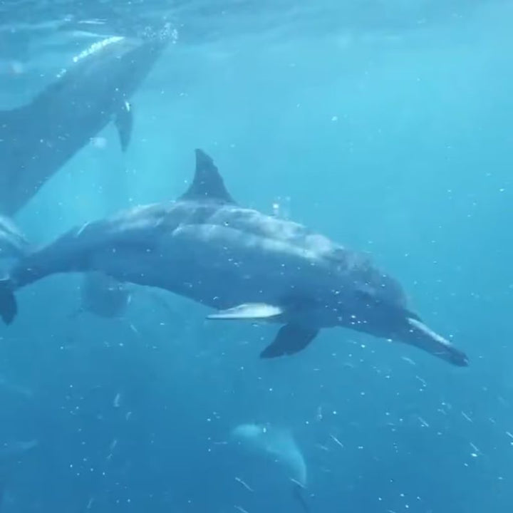 Underwater dolphins video still from the aqua theme in the TFH ChromaTheme sensory video library